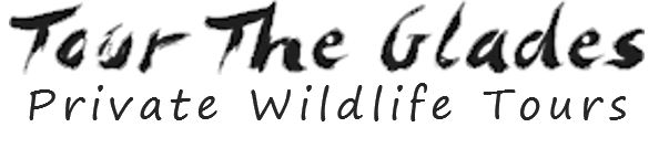 Tour The Glades-Private Wildlife Tours